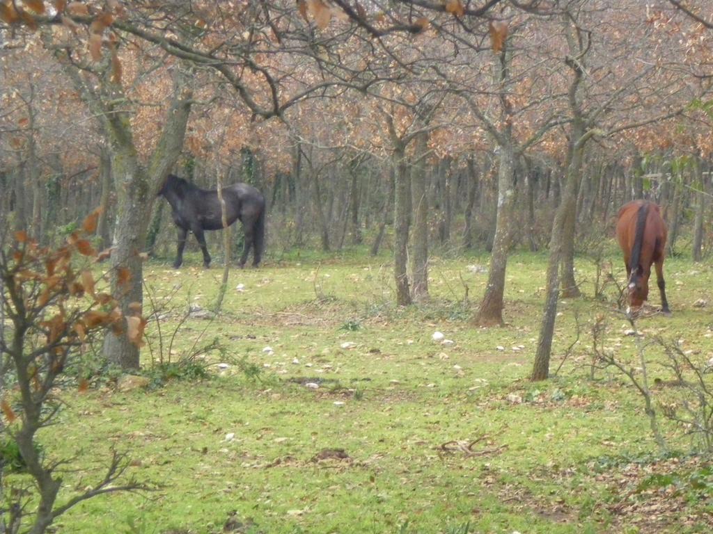 B&B Valle D'Itria Martina Franca Buitenkant foto